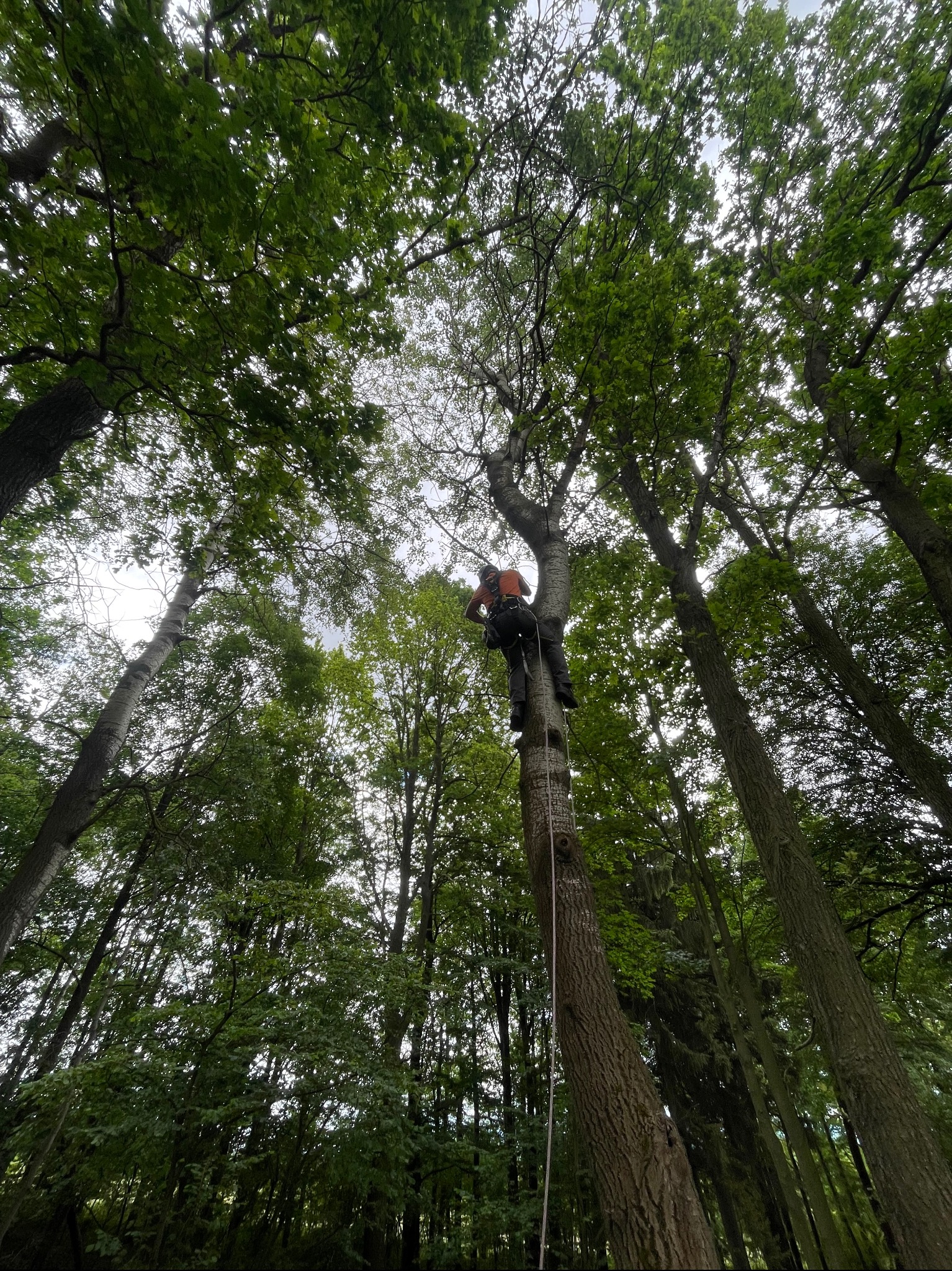 Widok z dołu na mężczyznę w uprzęży, wspinającego się po wysokim drzewie w lesie, z liną zabezpieczającą i gęstymi zielonymi liśćmi tworzącymi baldachim.