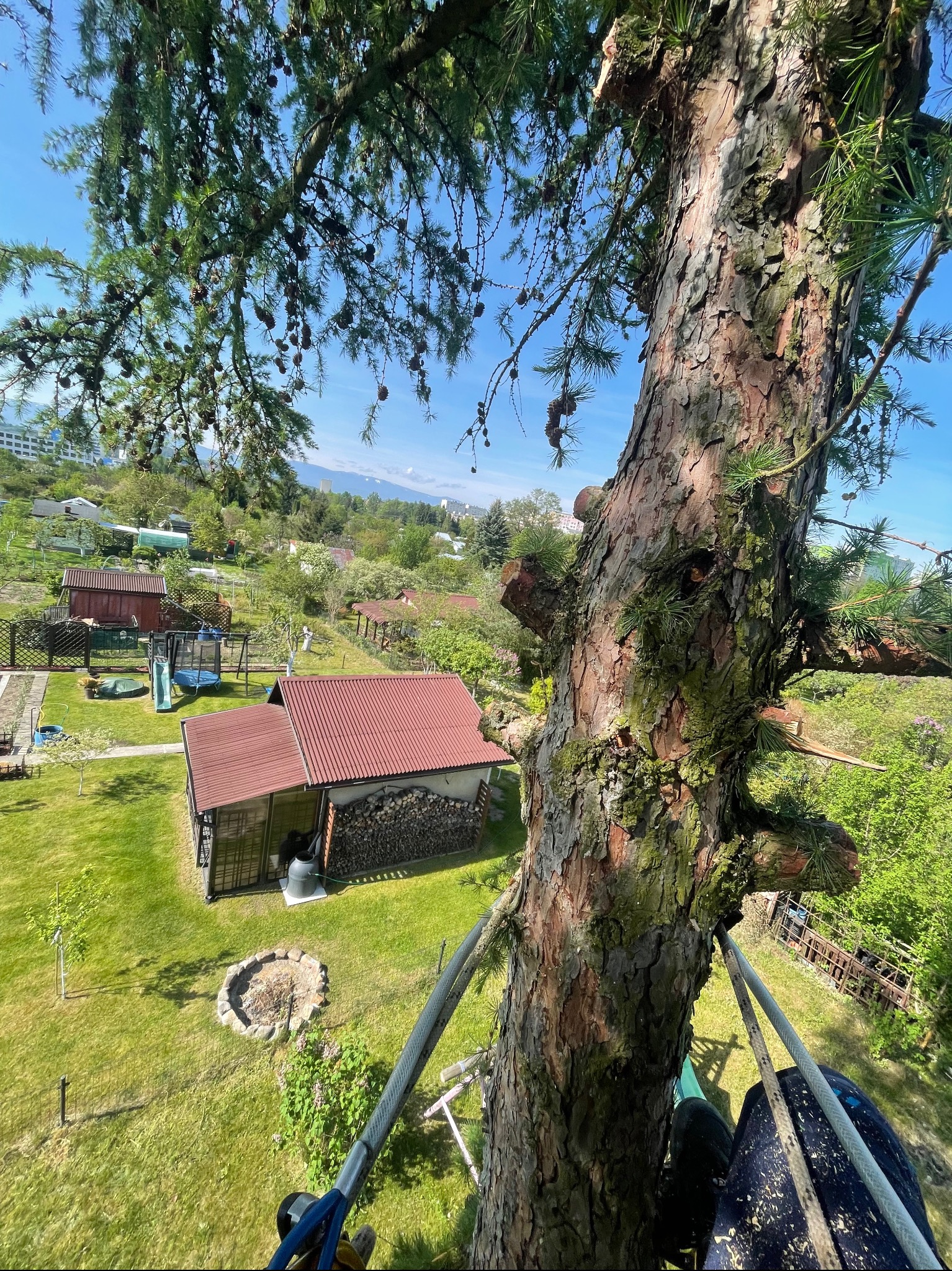 Widok z góry na drzewo iglaste z widocznymi śladami cięcia gałęzi, zabezpieczone linami, z perspektywy osoby wykonującej prace na wysokości, w tle zabudowania gospodarcze i zieleń.