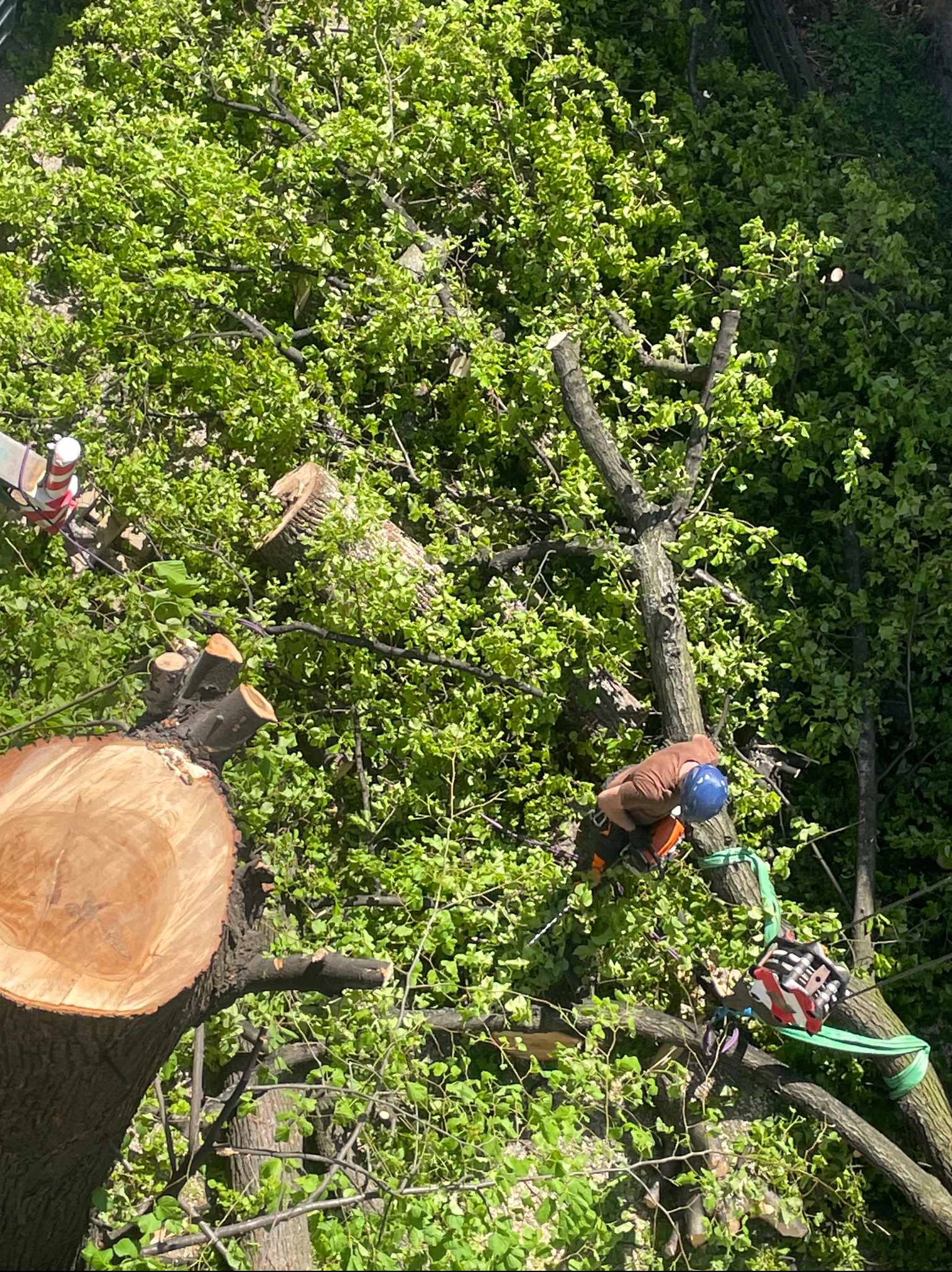 Arborysta w kasku i uprzęży, zabezpieczony liną, tnie gałęzie drzewa piłą łańcuchową; widoczny świeżo ścięty pień i zielone korony drzew.