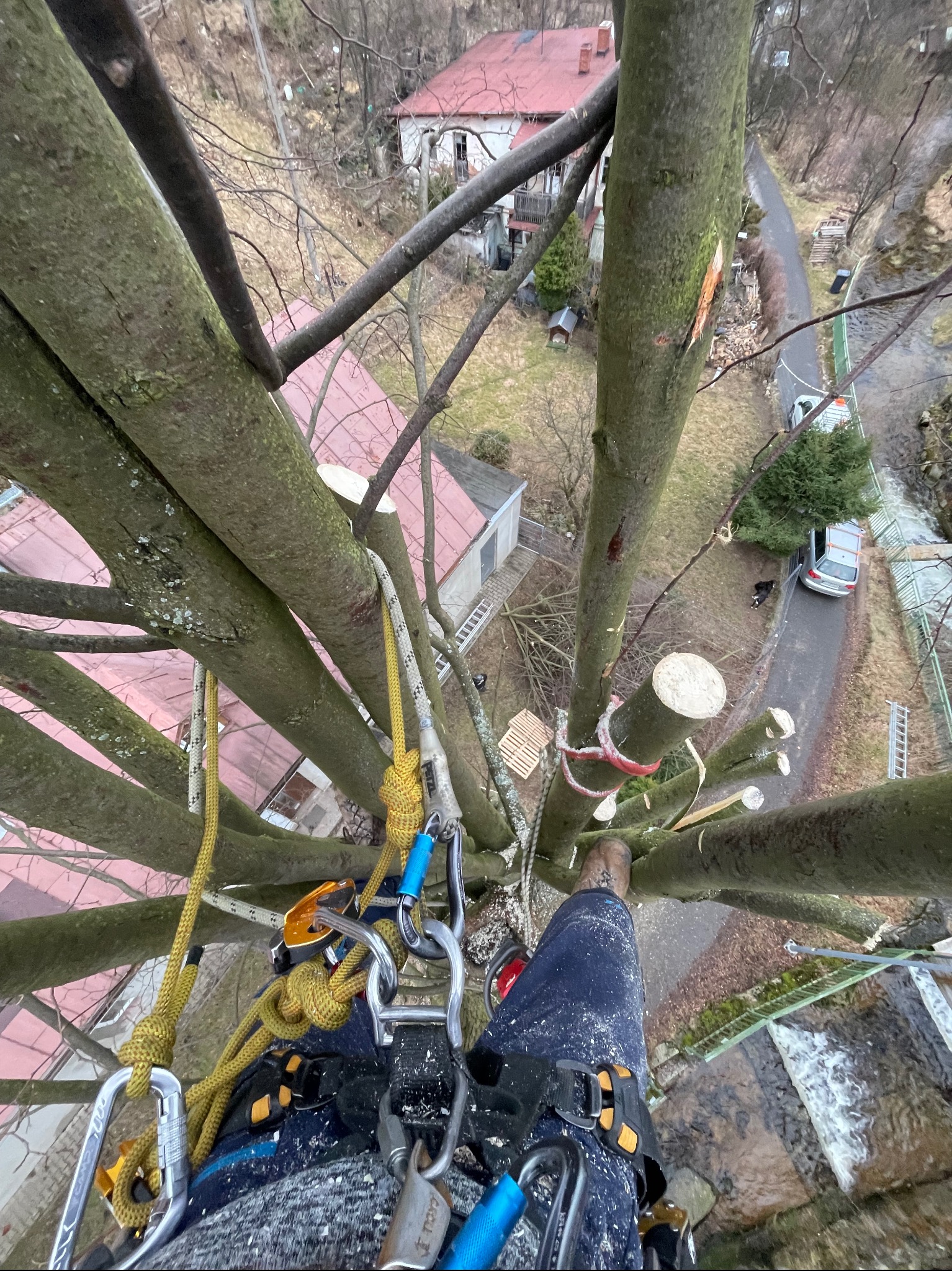 Widok z góry na drzewo w trakcie cięcia, z pracownikiem zabezpieczonym linami i uprzężą, widoczne świeżo obcięte gałęzie i otoczenie z budynkami i drogą.