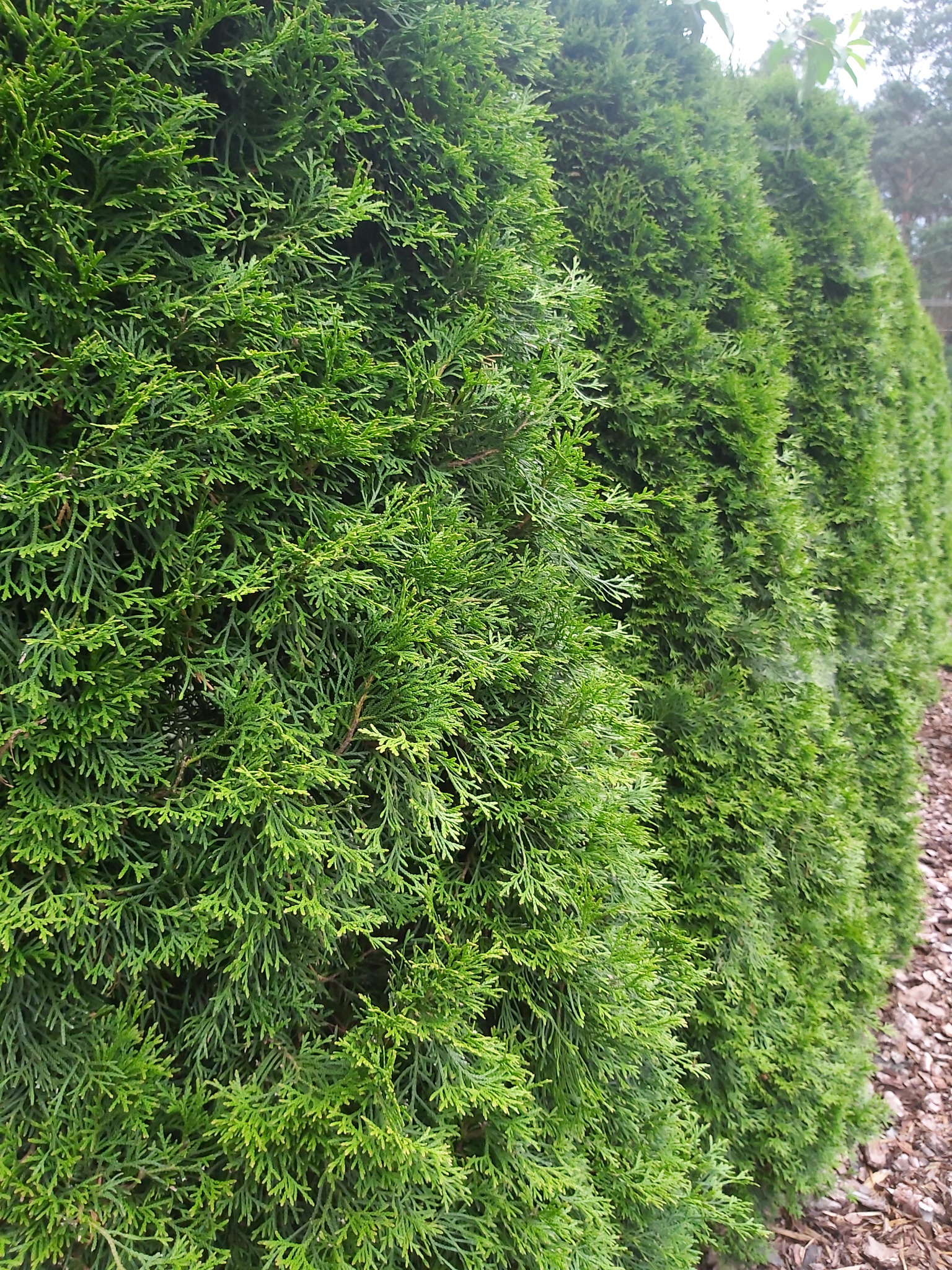 Gęsty żywopłot z tui szmaragd, świeżo po formowaniu, widoczne drobne gałązki, obok kora drzewna.