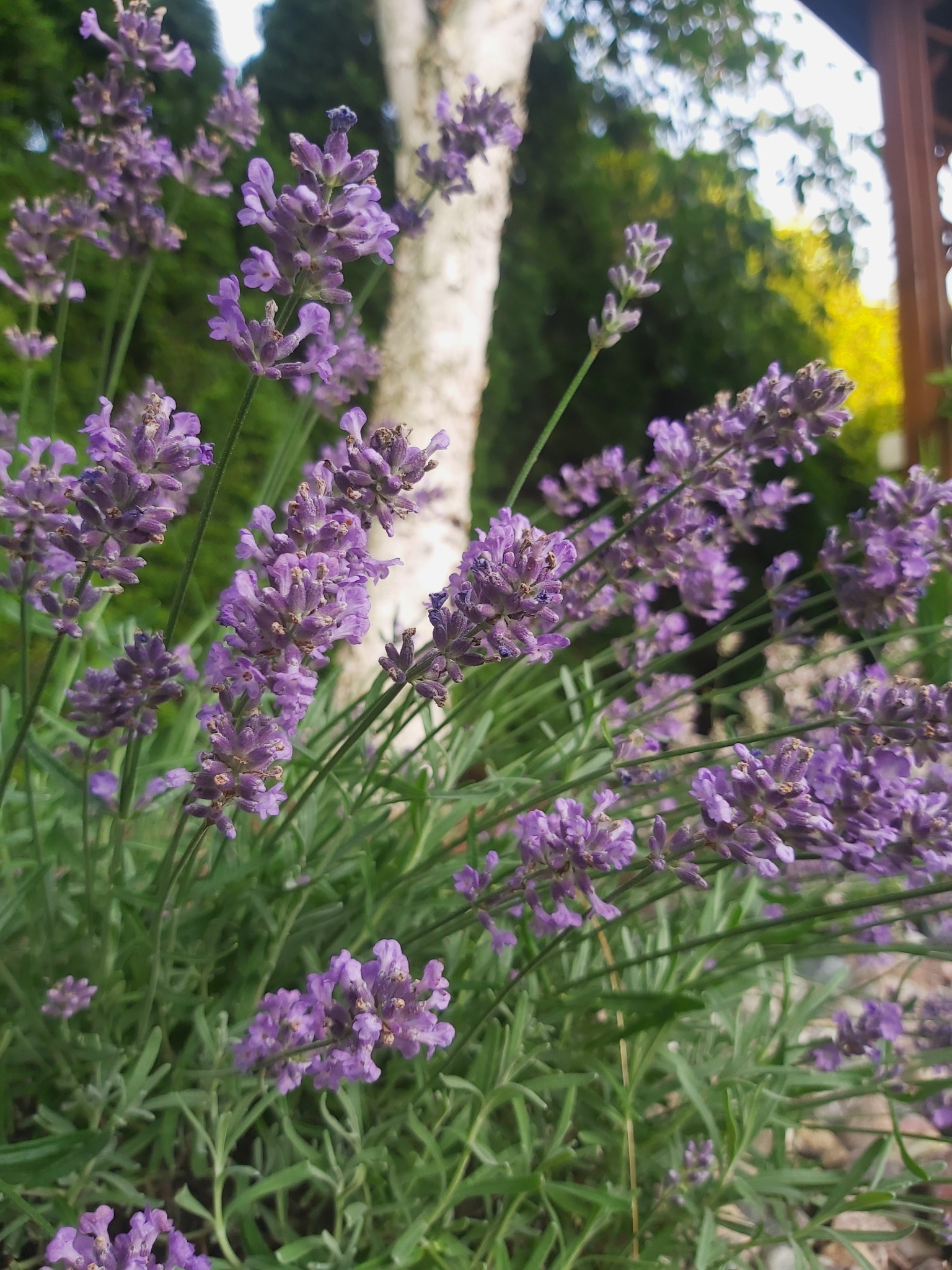 Kępa kwitnącej lawendy z białym pniem brzozy w tle, delikatne światło słoneczne przebija się przez liście drzew.