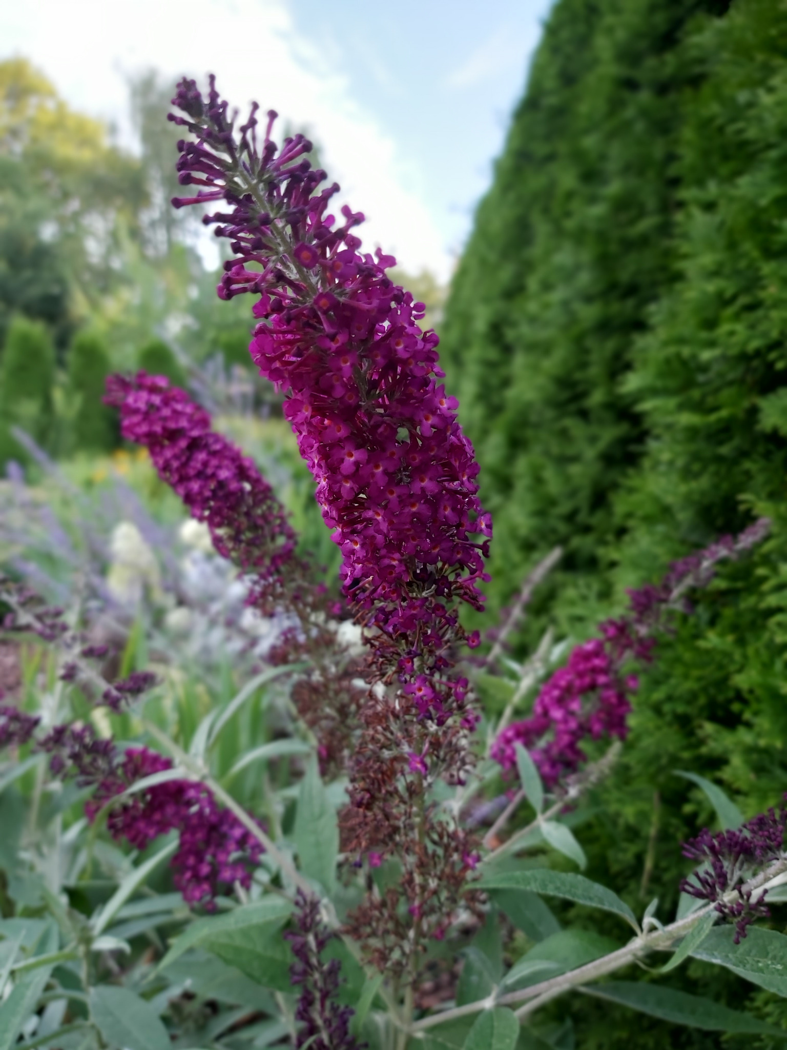 Kwitnący krzew budlei Dawida o intensywnie fioletowych kwiatach na tle gęstego, zielonego żywopłotu.