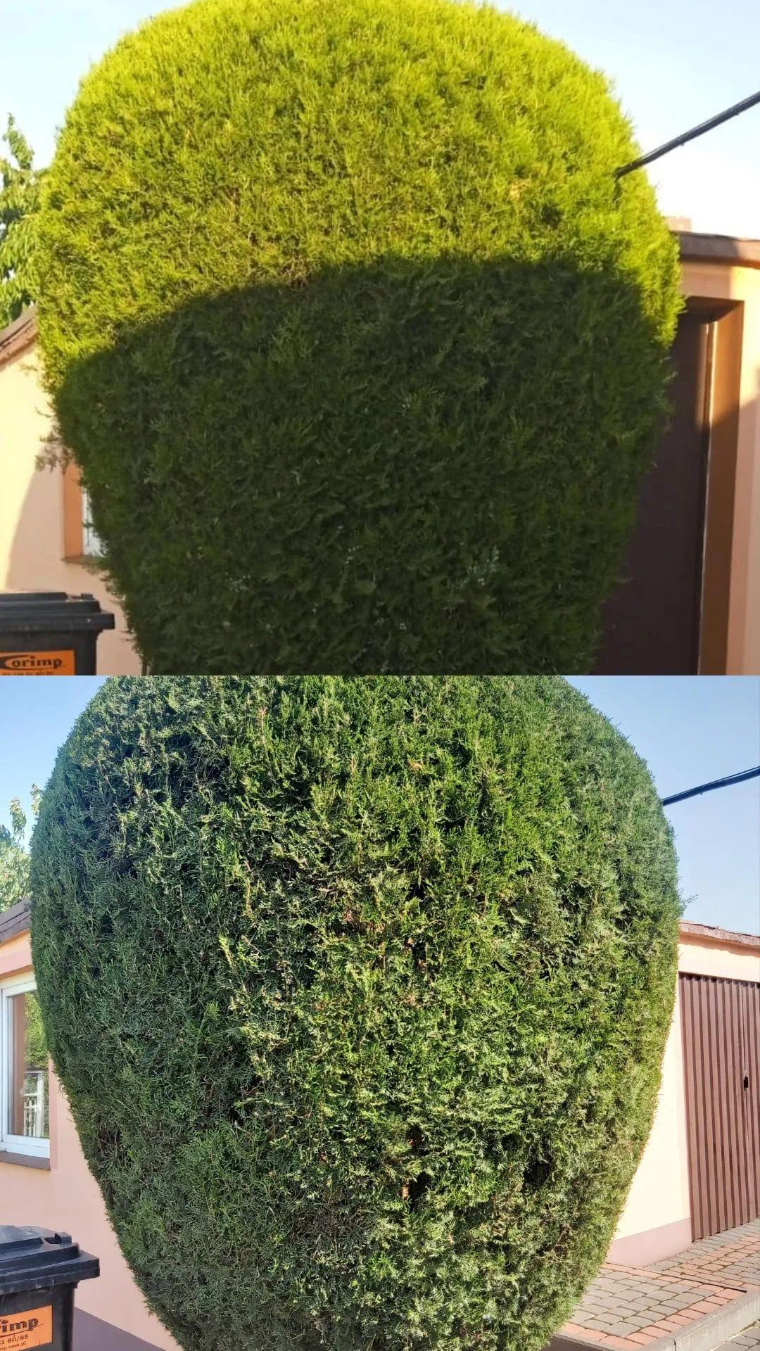 Dwa ujęcia tego samego żywopłotu z tui szmaragd o kształcie zbliżonym do kuli, przed i po formowaniu, z widocznym kontrastem w gęstości i kształcie korony, z budynkiem w tle.