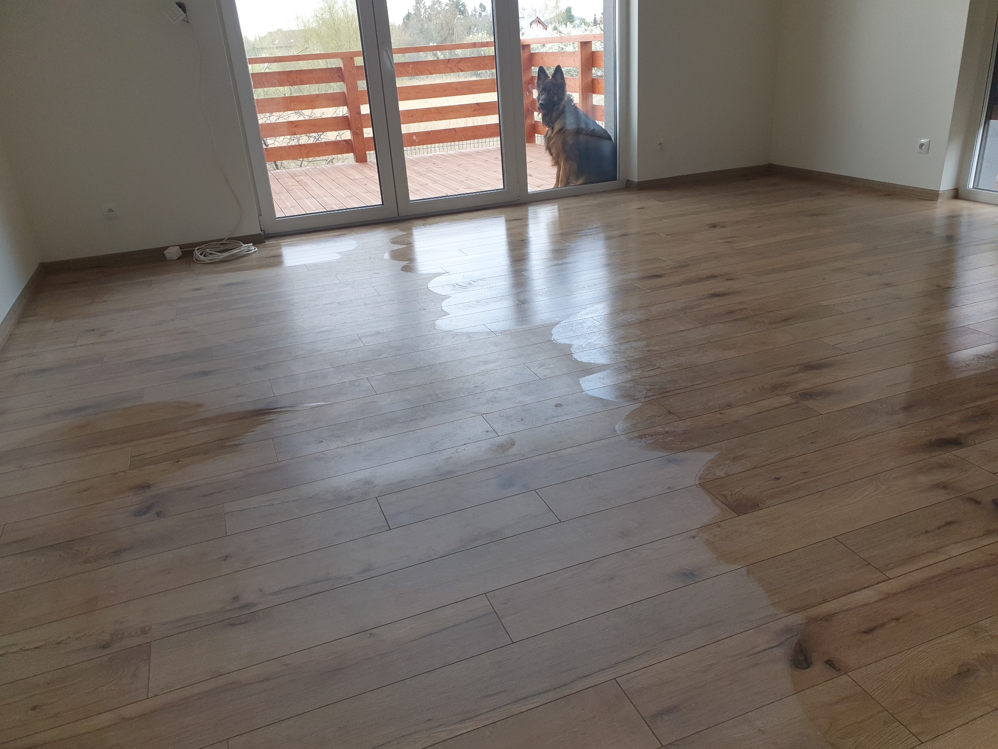 Jasne, drewniane panele podłogowe po umyciu, z widocznymi śladami wilgoci, pies rasy owczarek niemiecki siedzący na zewnątrz na tarasie za przeszklonymi drzwiami balkonowymi.