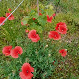 My sercret garden - Fantastyczne Sadzenie Roślin Żagań