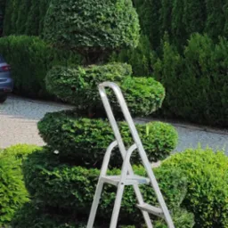 Drabina oparta o krzew ozdobny formowany w kształt kilku kul, w tle żywopłot z tuj i fragment samochodu.