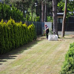 OGRODY Łukasz Gorczyca - Kobieta w czarnej koszulce i spodniach grabi ziemię na trawniku, obok rzędu wysokich, zielonych tui i worka z resztkami roślinnymi, w tle widoczny dom z jasną elewacją.