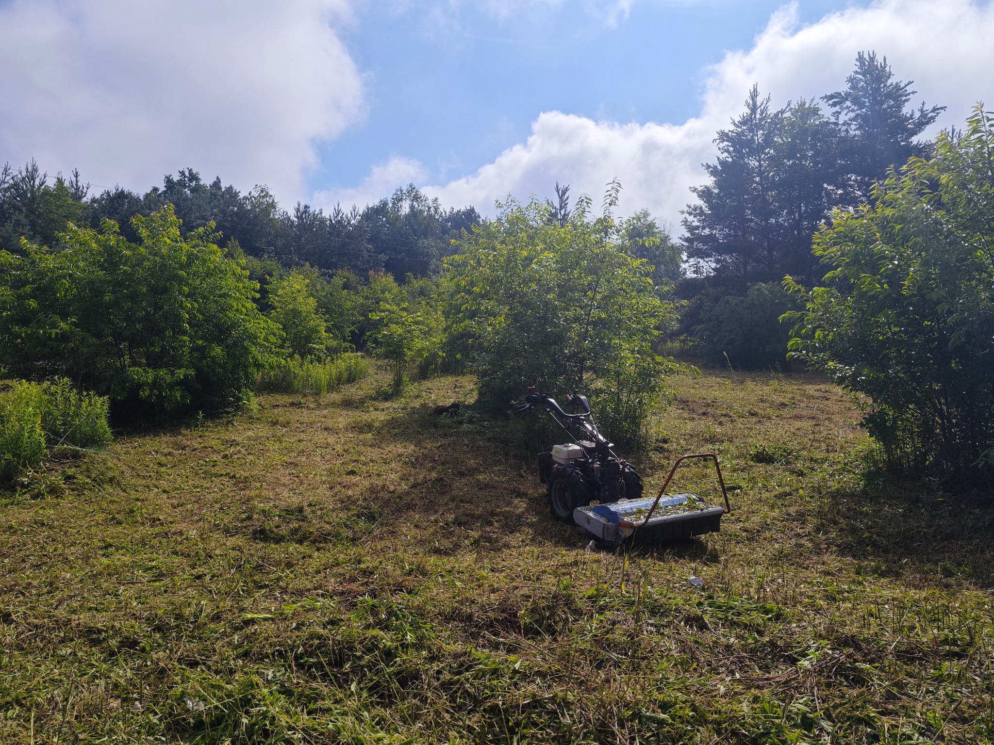 Samobieżna kosiarka listwowa na nierównym terenie, z częściowo skoszoną trawą i drzewami w tle pod błękitnym, lekko zachmurzonym niebem.