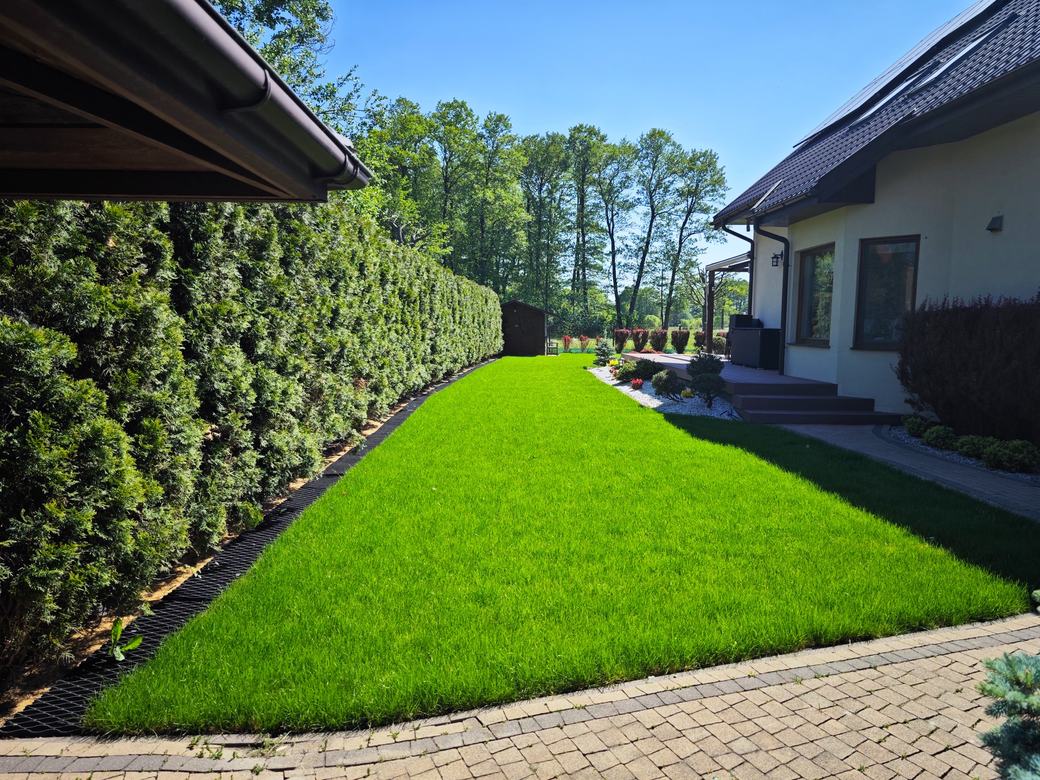 Perfekcyjnie utrzymany trawnik przylegający do domu z tarasem, obrzeżony kostką brukową i wysokim, gęstym żywopłotem.