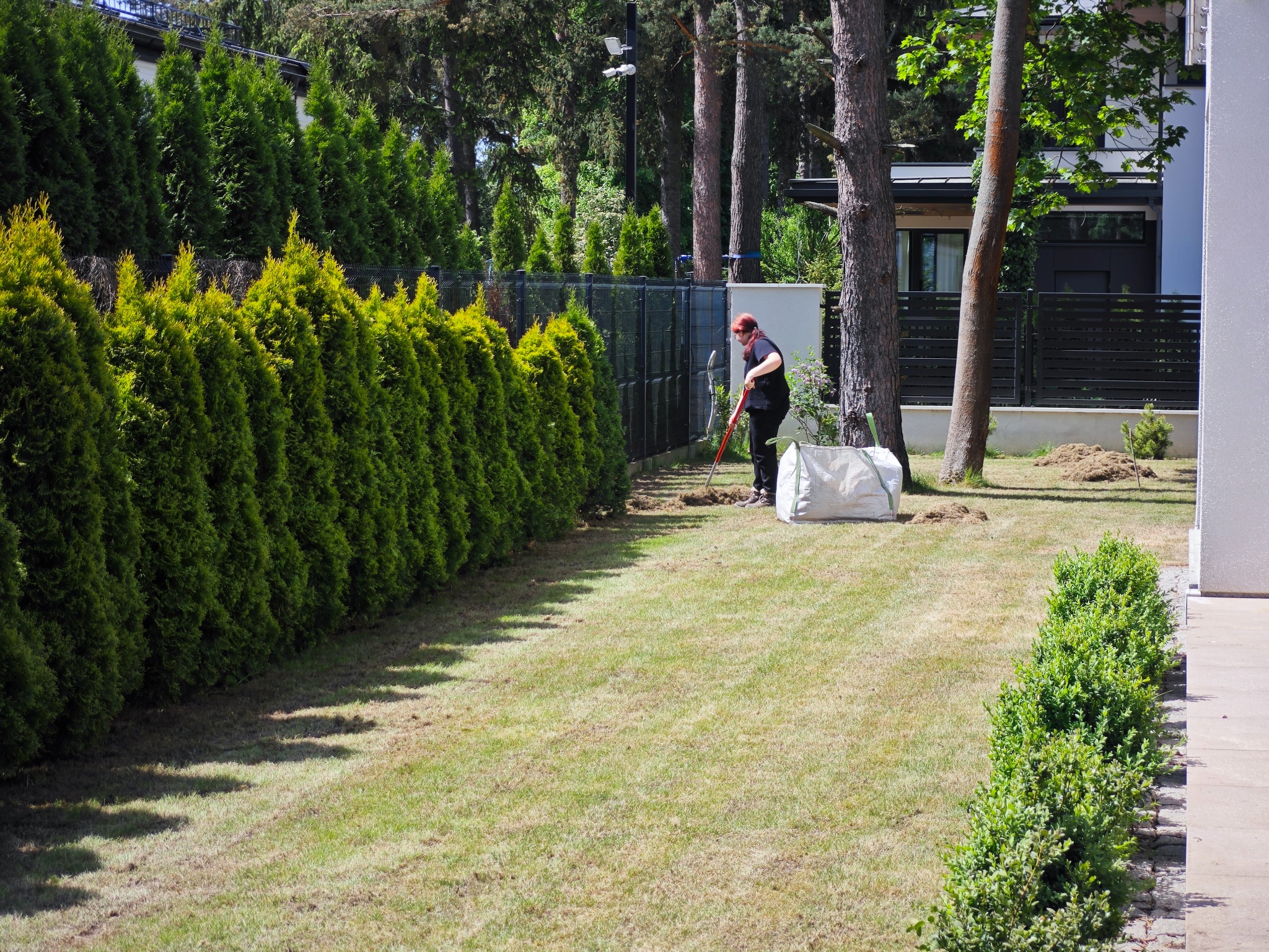 Kobieta w czarnej koszulce i spodniach grabi ziemię na trawniku, obok rzędu wysokich, zielonych tui i worka z resztkami roślinnymi, w tle widoczny dom z jasną elewacją.