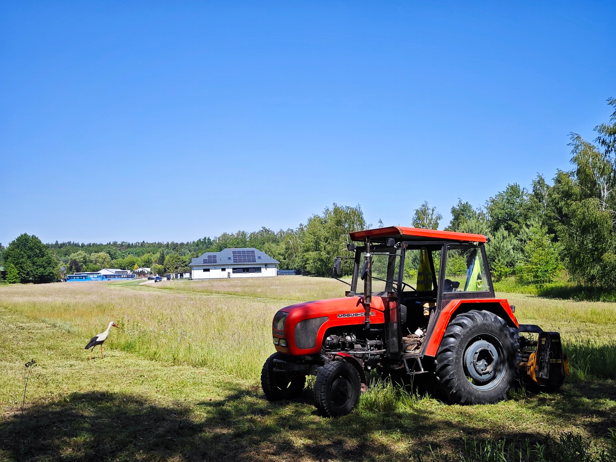 Czerwony traktor Ursus na skoszonym polu, z bocianem w tle i budynkami w oddali, pod błękitnym niebem.
