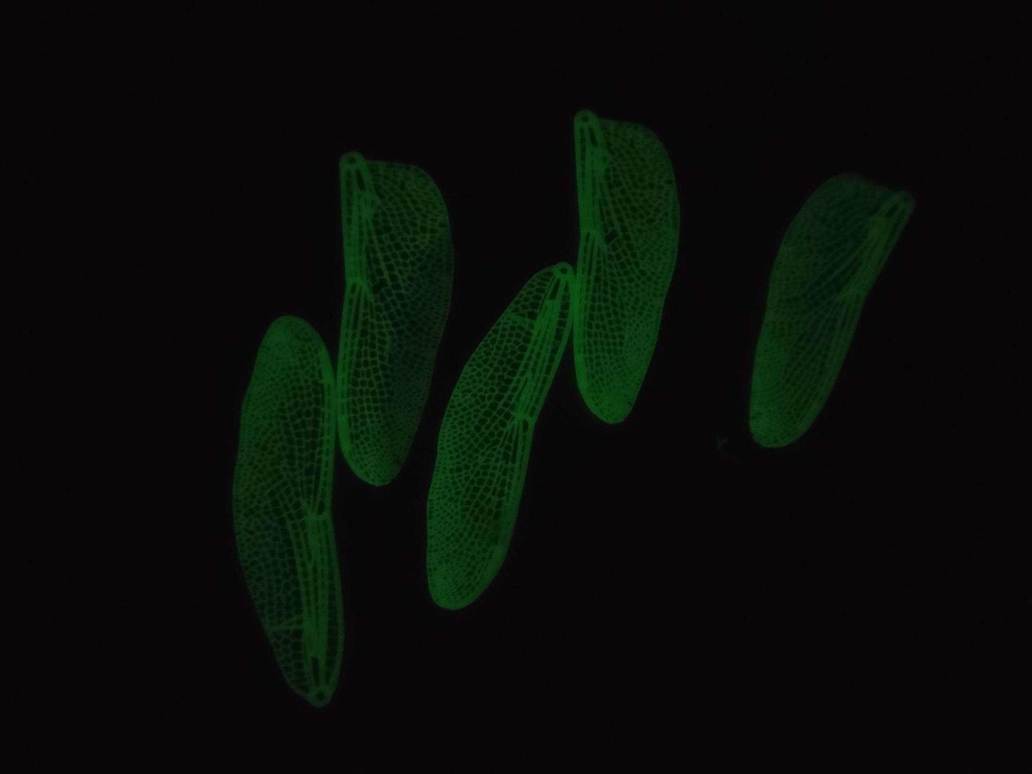 Pięć świecących, zielonych skrzydeł owadów z wyraźną strukturą żyłek na czarnym tle, ukazane z bliska.