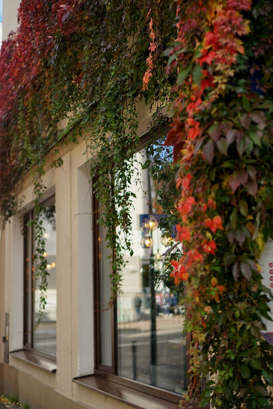 Elewacja budynku restauracji Endi Wine House w Sopocie, porośnięta pnączami z liśćmi w odcieniach zieleni i czerwieni, widoczne okna odbijające wnętrze z lampami.