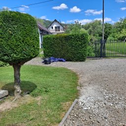 Wycinka drzew Łącko 1