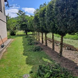 Wycinka drzew Łącko 2