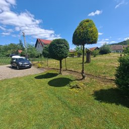 Wycinka drzew Łącko 3