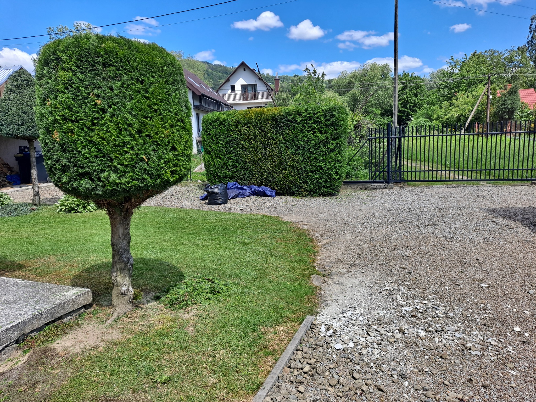 Formowane tuje w ogrodzie przed domem, świeżo po przycięciu, z widocznymi workami na odpady i rozłożoną plandeką, żwirowy podjazd.