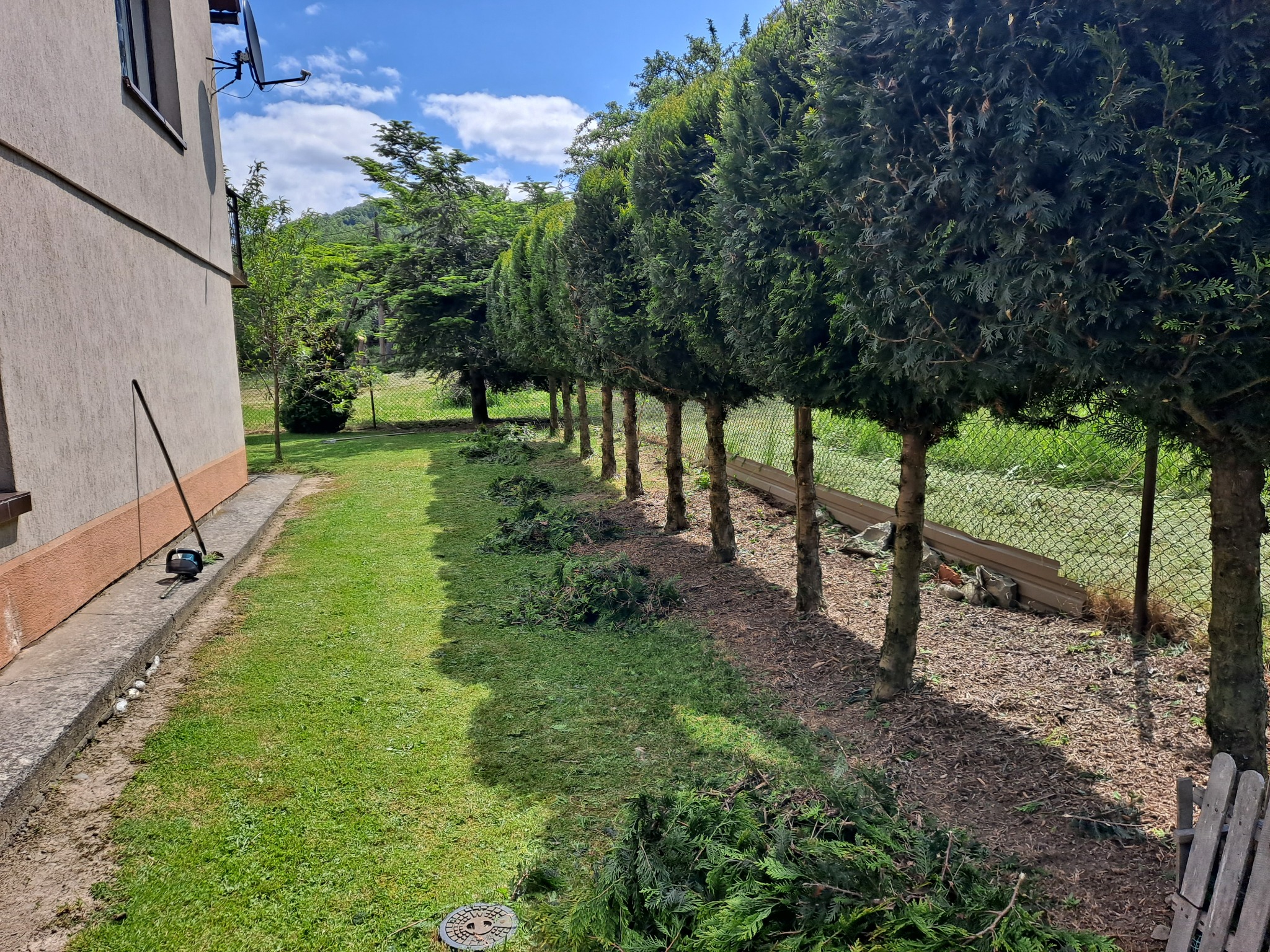 Równy szpaler przyciętych tuj w ogrodzie, z leżącymi gałęziami po strzyżeniu, obok budynku i z elektrycznymi nożycami do żywopłotu opartymi o ścianę.