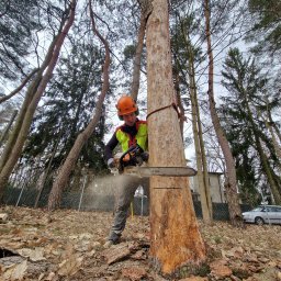 Tyrol Sebastian Sadłocha - Profesjonalna wycinka z ziemi ? Nic trudnego dla wykwalifikowanych pilarzy!