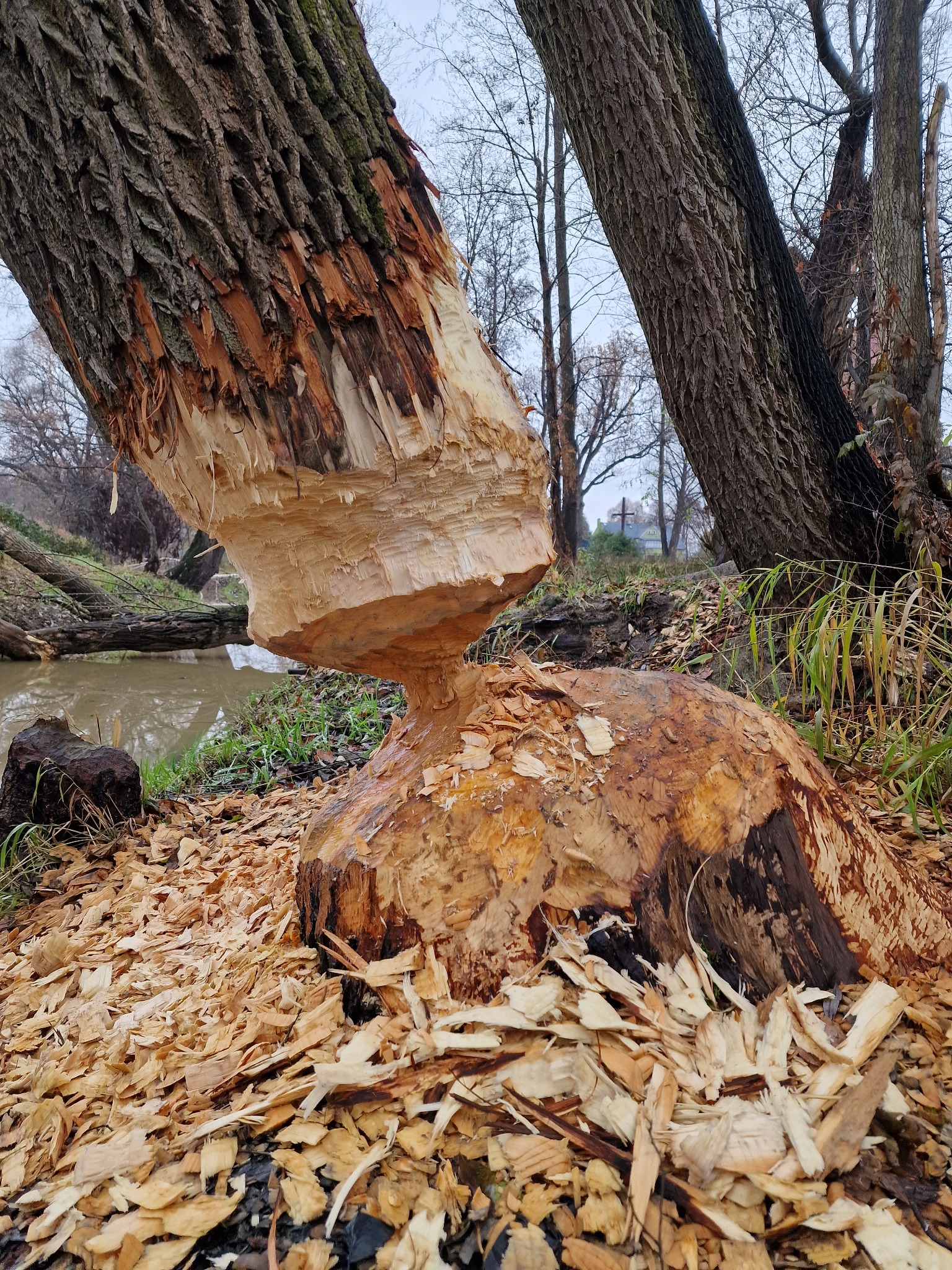 Profesjonalna praca bobra :)