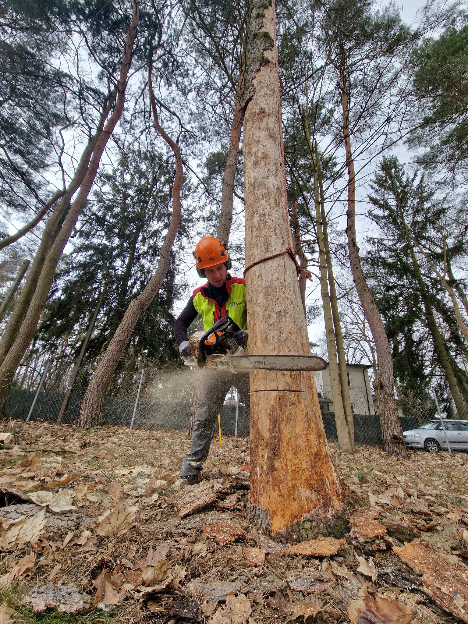 Profesjonalna wycinka z ziemi ? Nic trudnego dla wykwalifikowanych pilarzy!