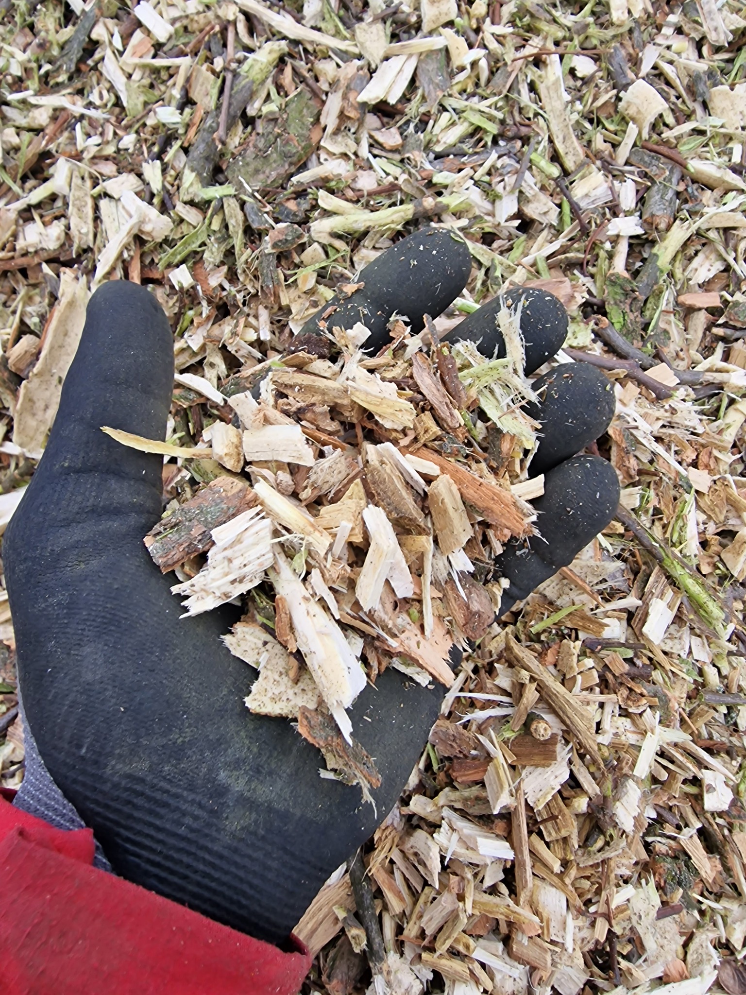 Garść świeżych zrębków w rękawicy roboczej, widoczne różne frakcje i kolory drewna, idealne do ściółkowania grządek.