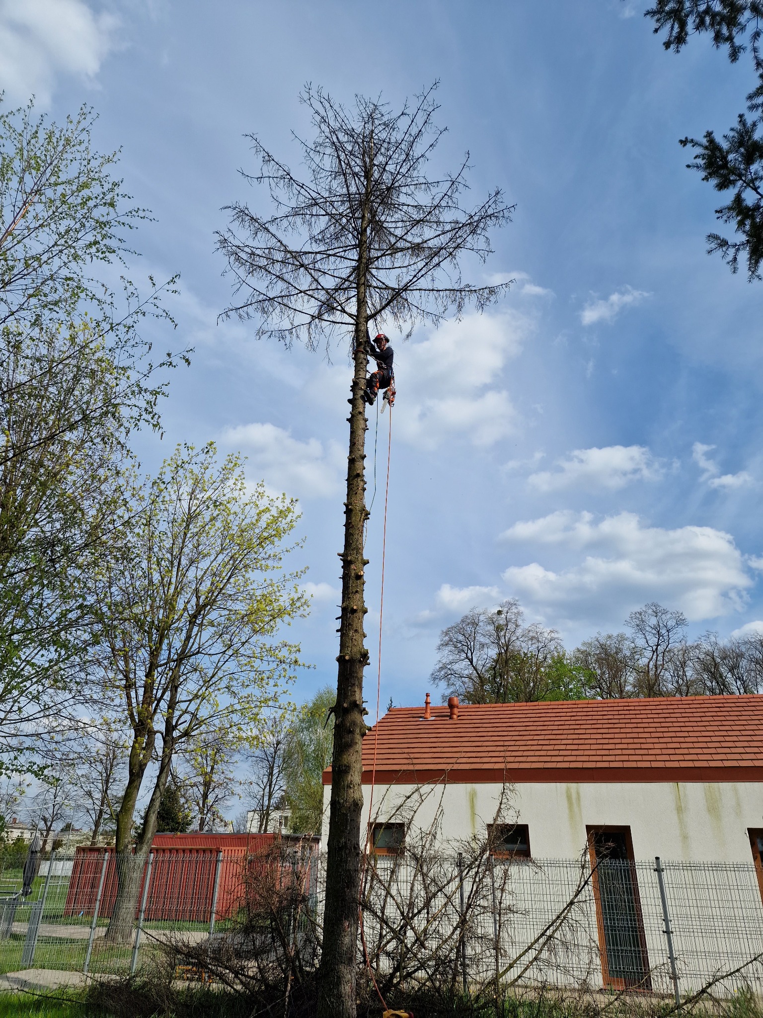 Ścinka suchych martwych drzew to nie problem!