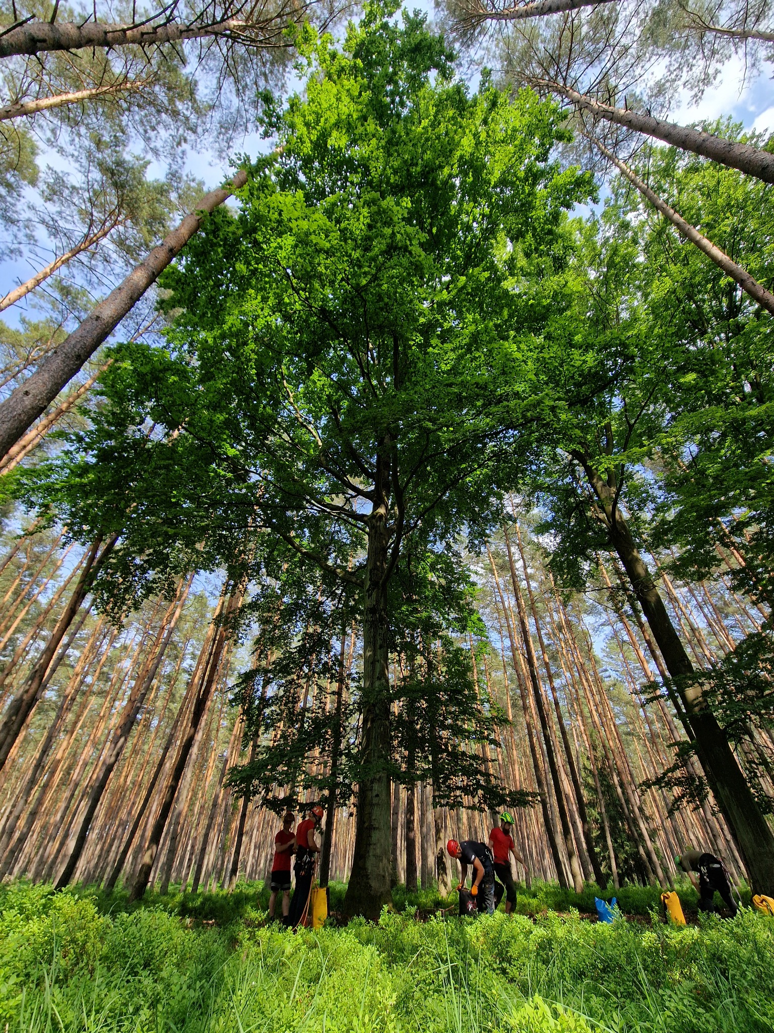 Pielęgnacją i zdejmowaniem suchych gałęzi uwielbiamy się zajmować! Wszystko dla bezpieczeństwa odwiedzających!