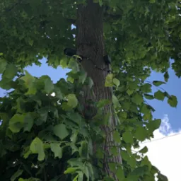 Dwie kamery monitoringu zamontowane na pniu drzewa, z widocznymi przewodami i puszkami przyłączeniowymi, otoczone gęstymi liśćmi na tle błękitnego nieba z chmurami.