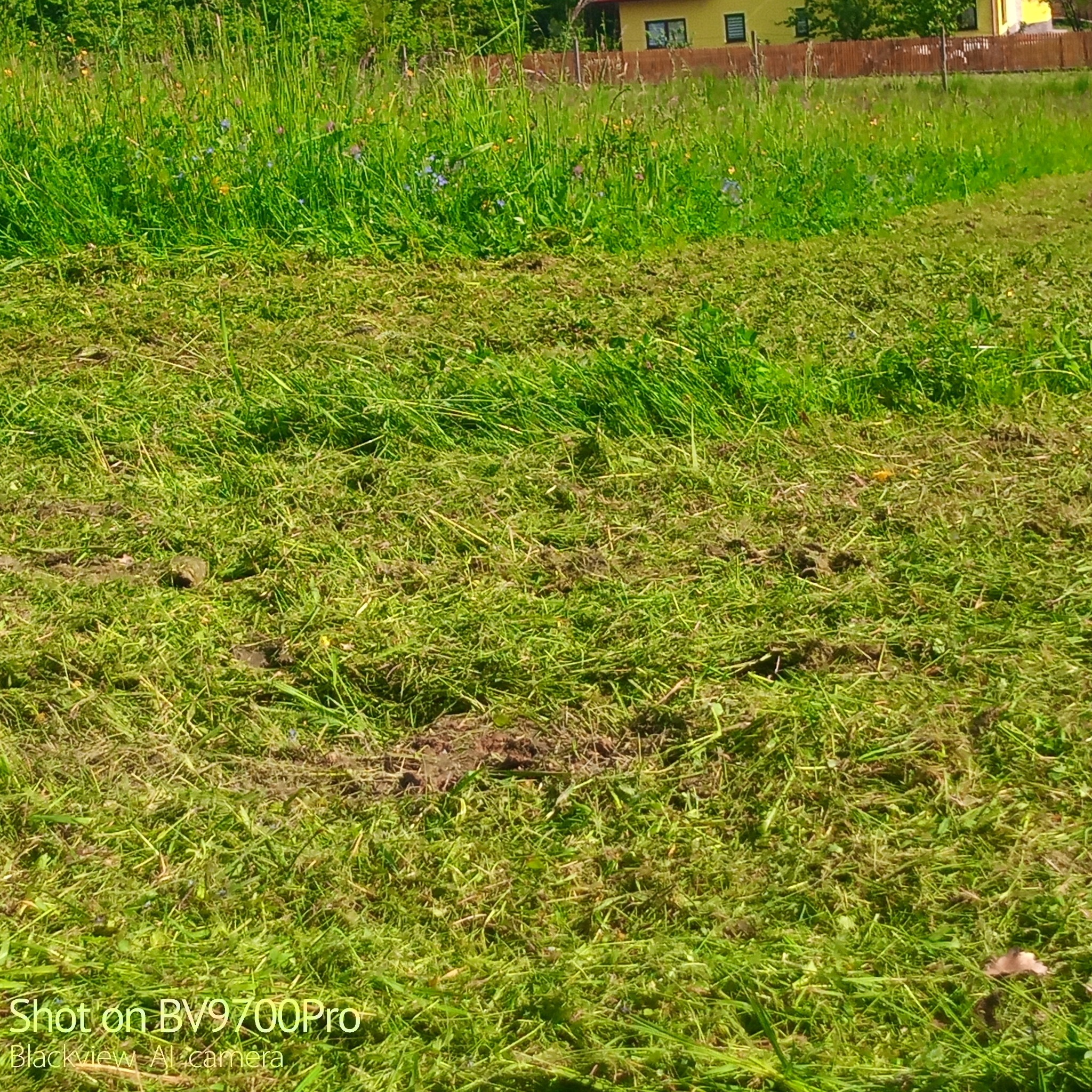 Świeżo skoszona trawa na łące z widocznymi źdźbłami, w tle zielona trawa i żółty dom.