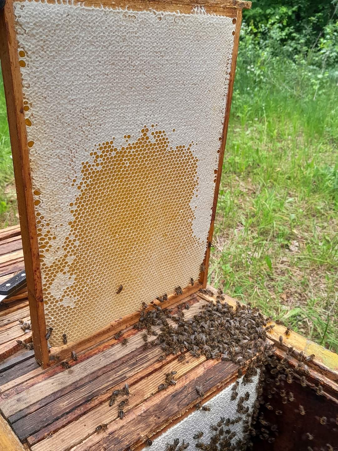 Ramka z plastrem miodu częściowo zasklepionym woskiem, obsiadana przez pszczoły na ulu w plenerze.