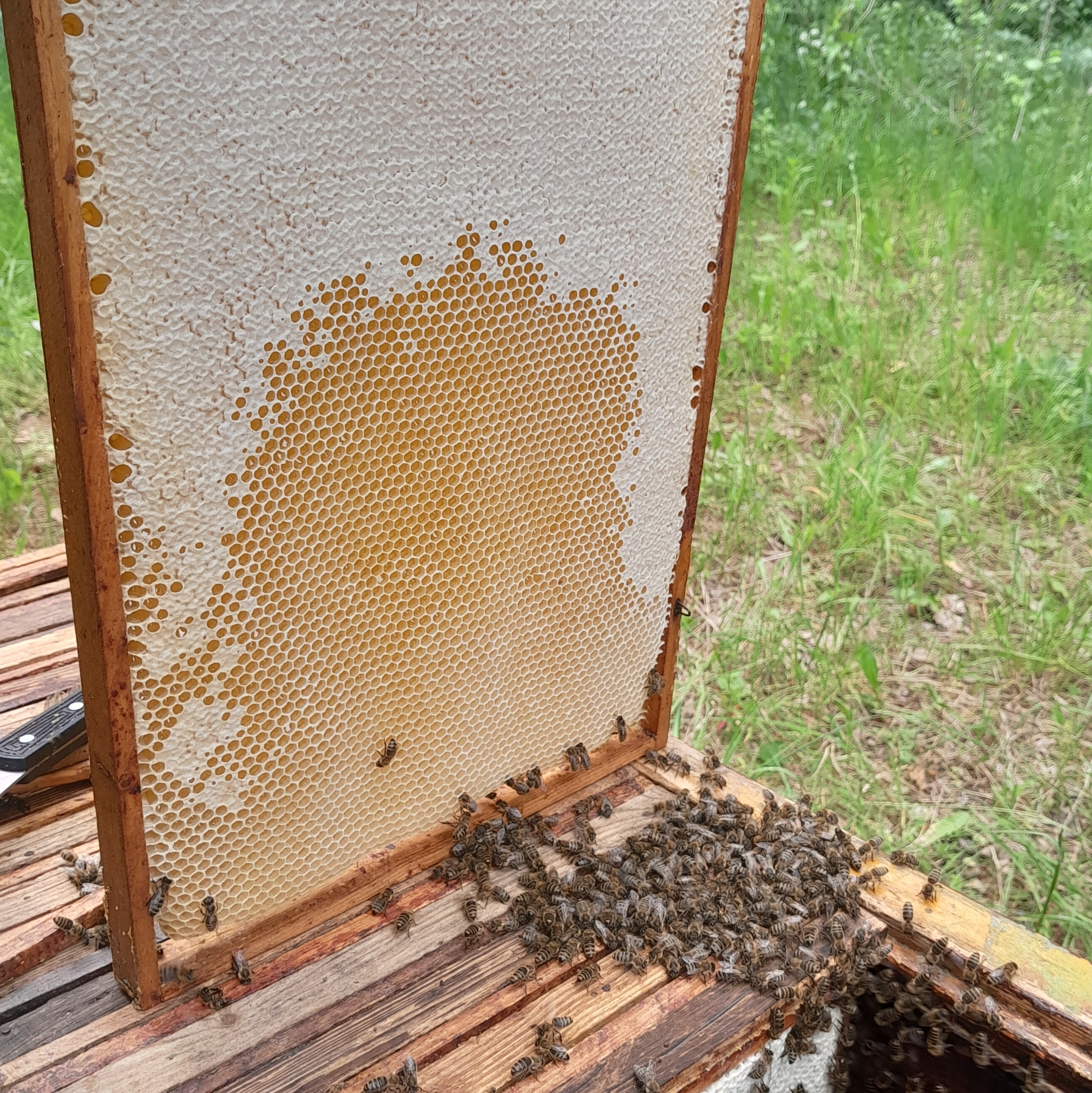 Ramka pszczela z częściowo zasklepionym miodem, widoczne pszczoły na ramce i ulu, tło z zielenią.