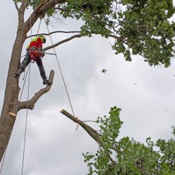 Serwis Drzewa Szymon Staszałek - Usługi w ogrodzie Skarżysko-Kamienna