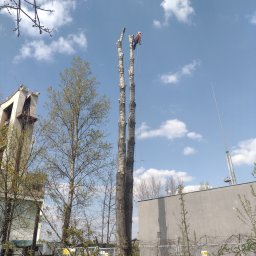 Serwis Drzewa Szymon Staszałek - Solidne Wycinanie Drzew Skarżysko-Kamienna