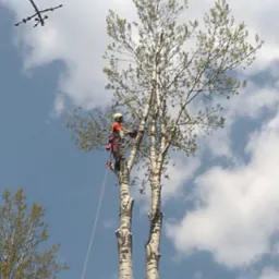 Arborysta w kasku, w uprzęży, na wysokości drzewa o białej korze, na tle błękitnego nieba z chmurami, podczas wykonywania prac pielęgnacyjnych.