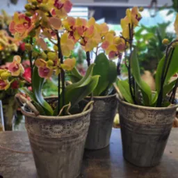 Trzy kwitnące storczyki w metalowych, zdobionych wiaderkach na blacie, z rozmytym tłem kwiatów i roślin.