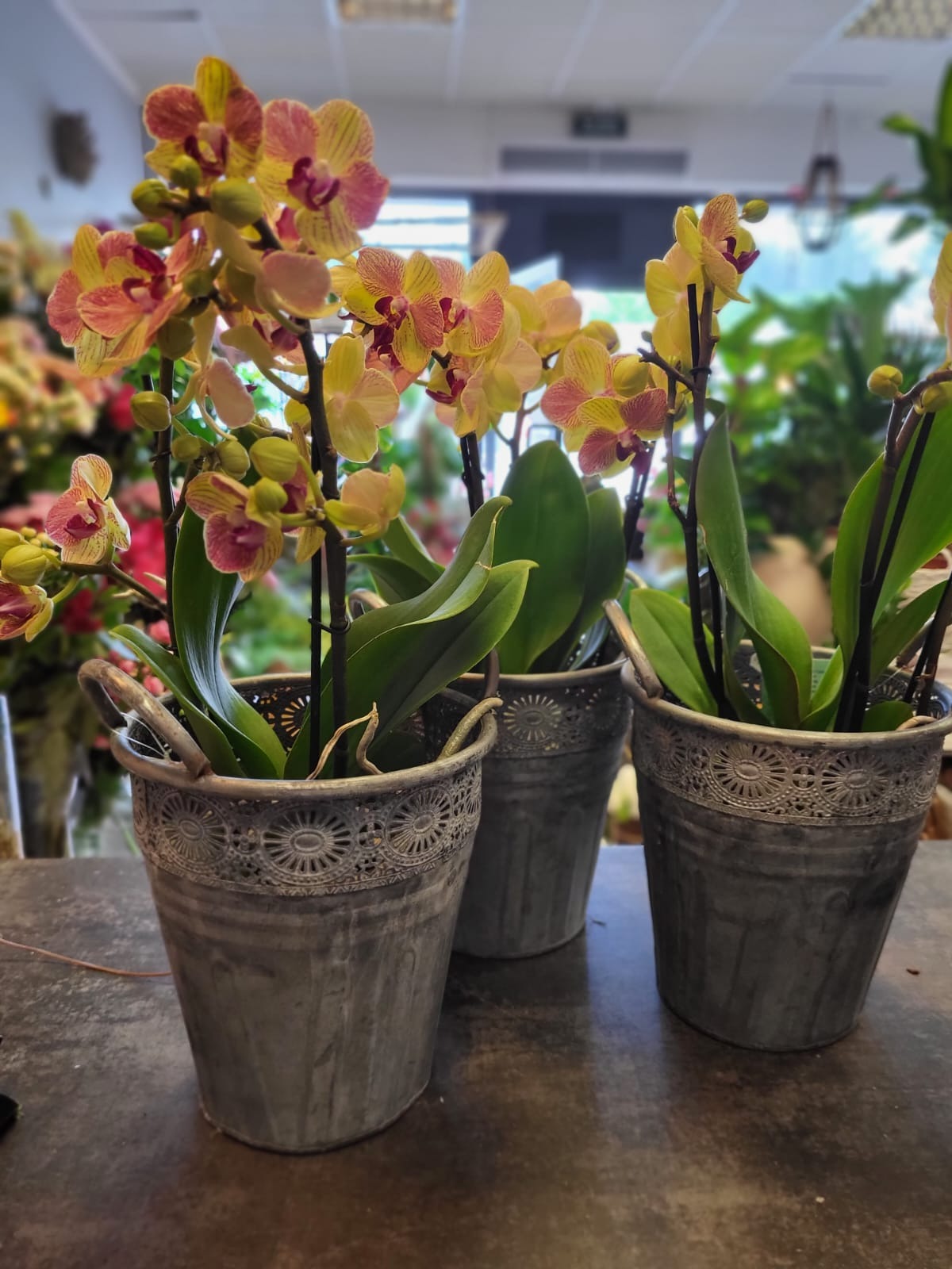 Trzy kwitnące storczyki w metalowych, zdobionych wiaderkach na blacie, z rozmytym tłem kwiatów i roślin.