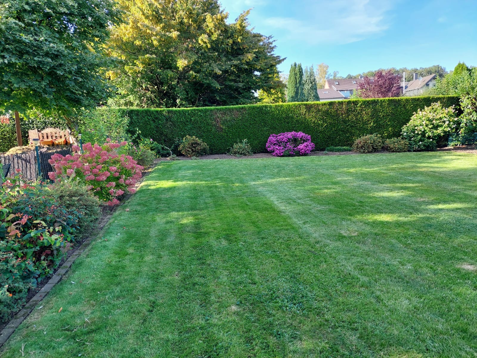 Starannie utrzymany trawnik z widocznymi pasami po koszeniu, obrzeża z niskich krzewów i kwitnącej hortensji, w tle wysoki, równo przycięty żywopłot z pojedynczymi krzewami ozdobnymi i kwitnącą...