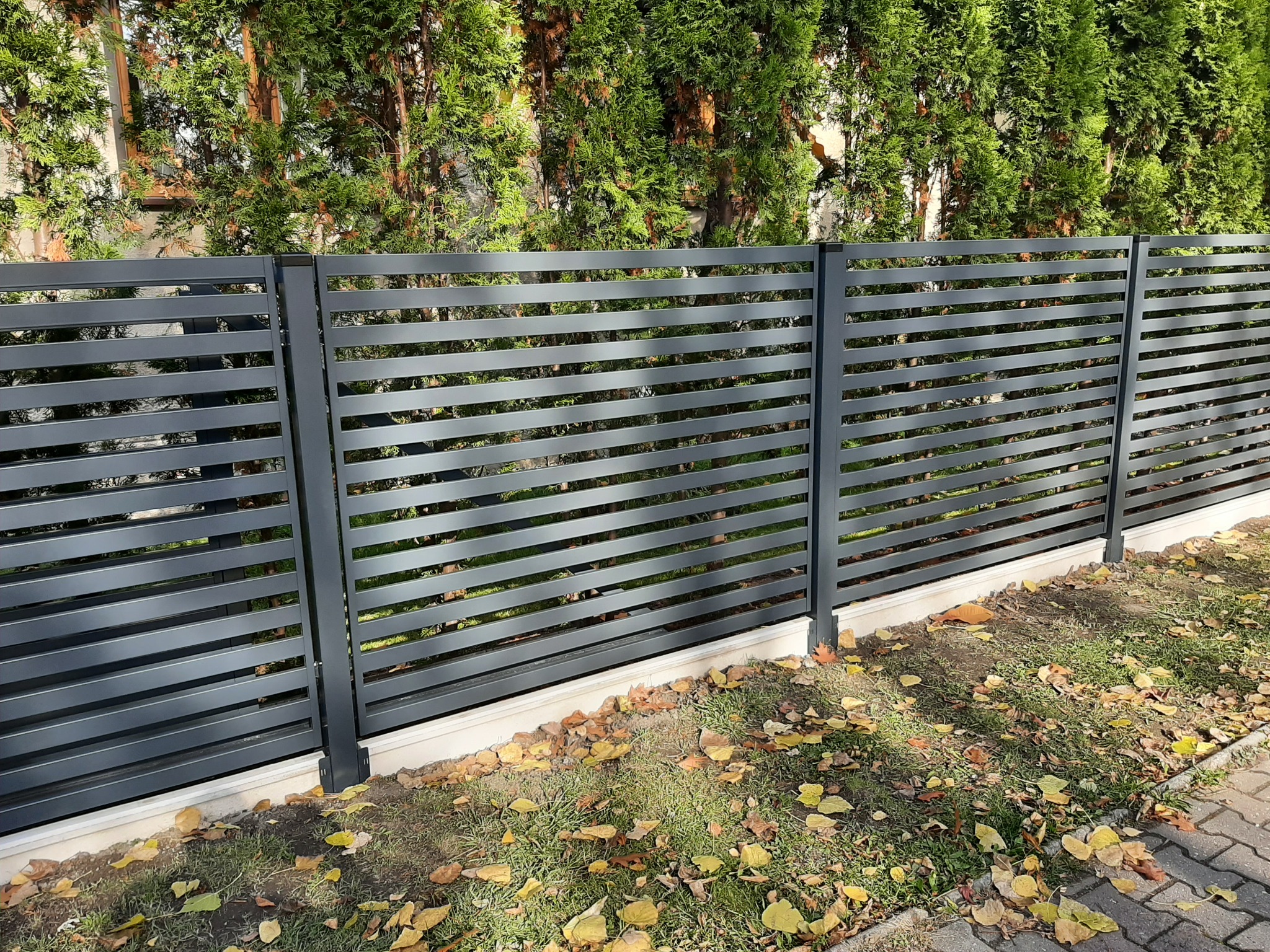 Nowoczesne, poziome, szare ogrodzenie metalowe z tłem z zielonych tui, widoczne opadłe liście na trawie wzdłuż ogrodzenia.