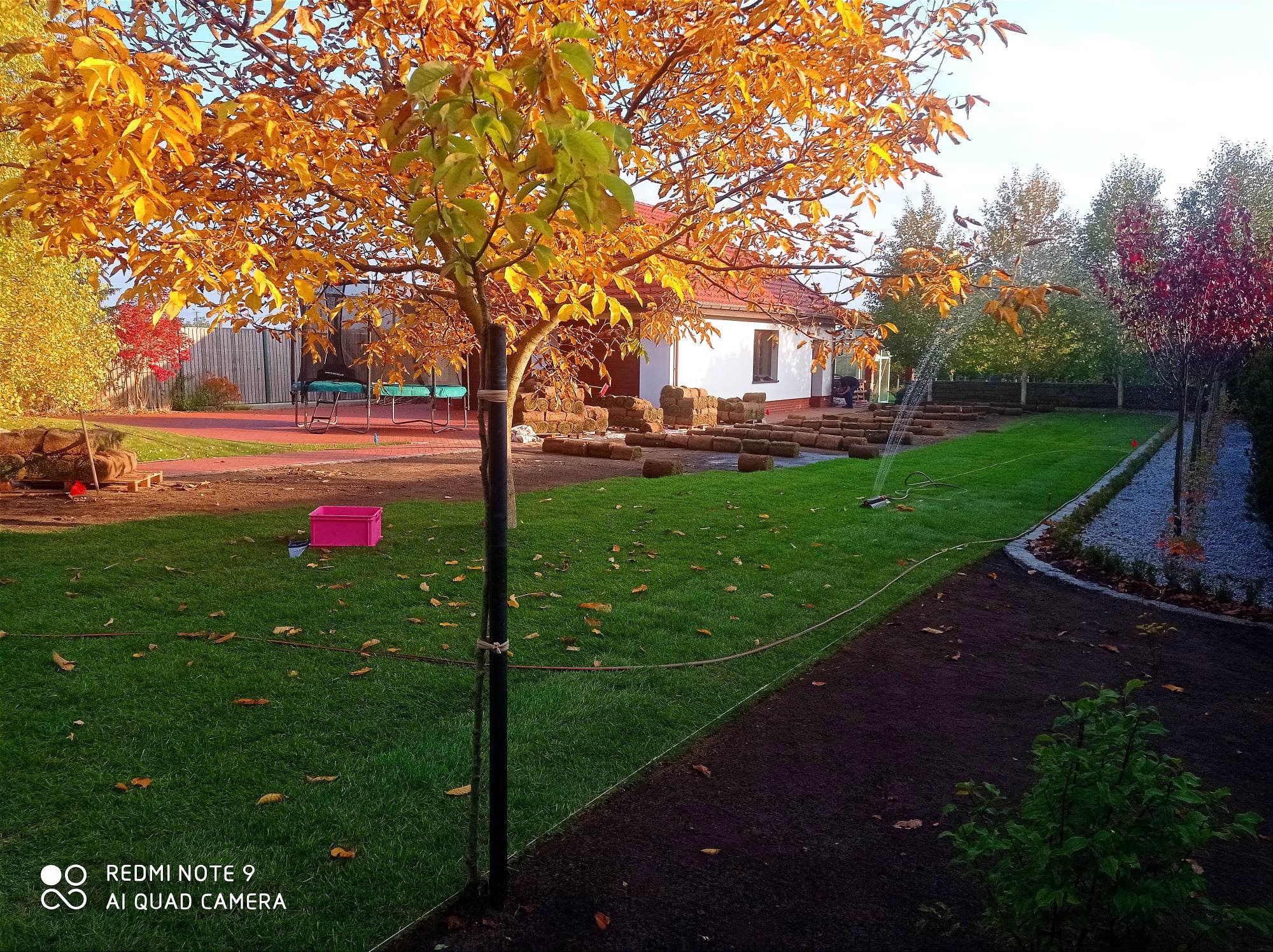 Rozwinięte rolki trawy na przygotowanym podłożu, automatyczne nawadnianie w tle, jesienne drzewo z żółtymi liśćmi i biały budynek w tle, różowy pojemnik na trawniku.