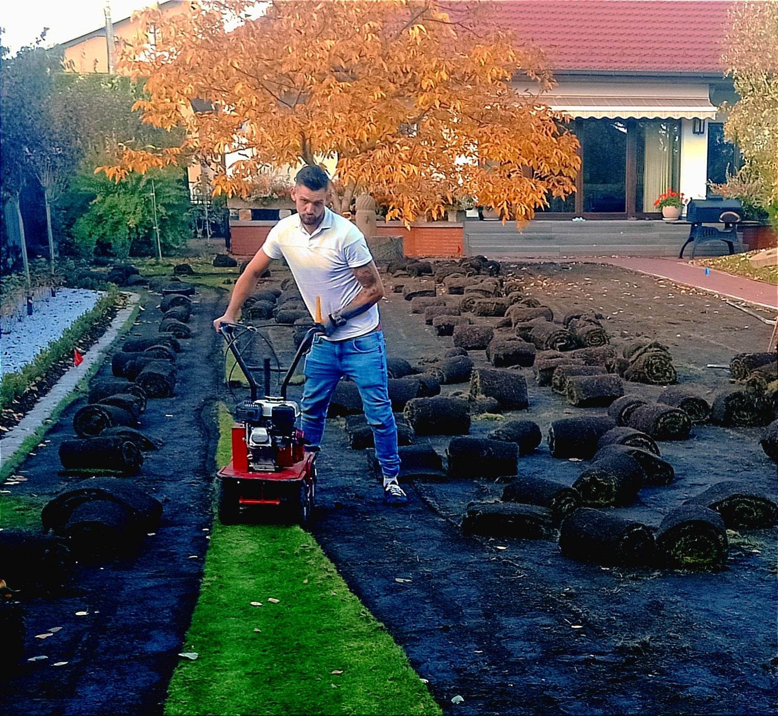 Mężczyzna w jeansach i białej koszulce rozkłada rolki trawy za pomocą czerwonej glebogryzarki na przygotowanym terenie w ogrodzie z drzewem o złocistych liściach w tle.