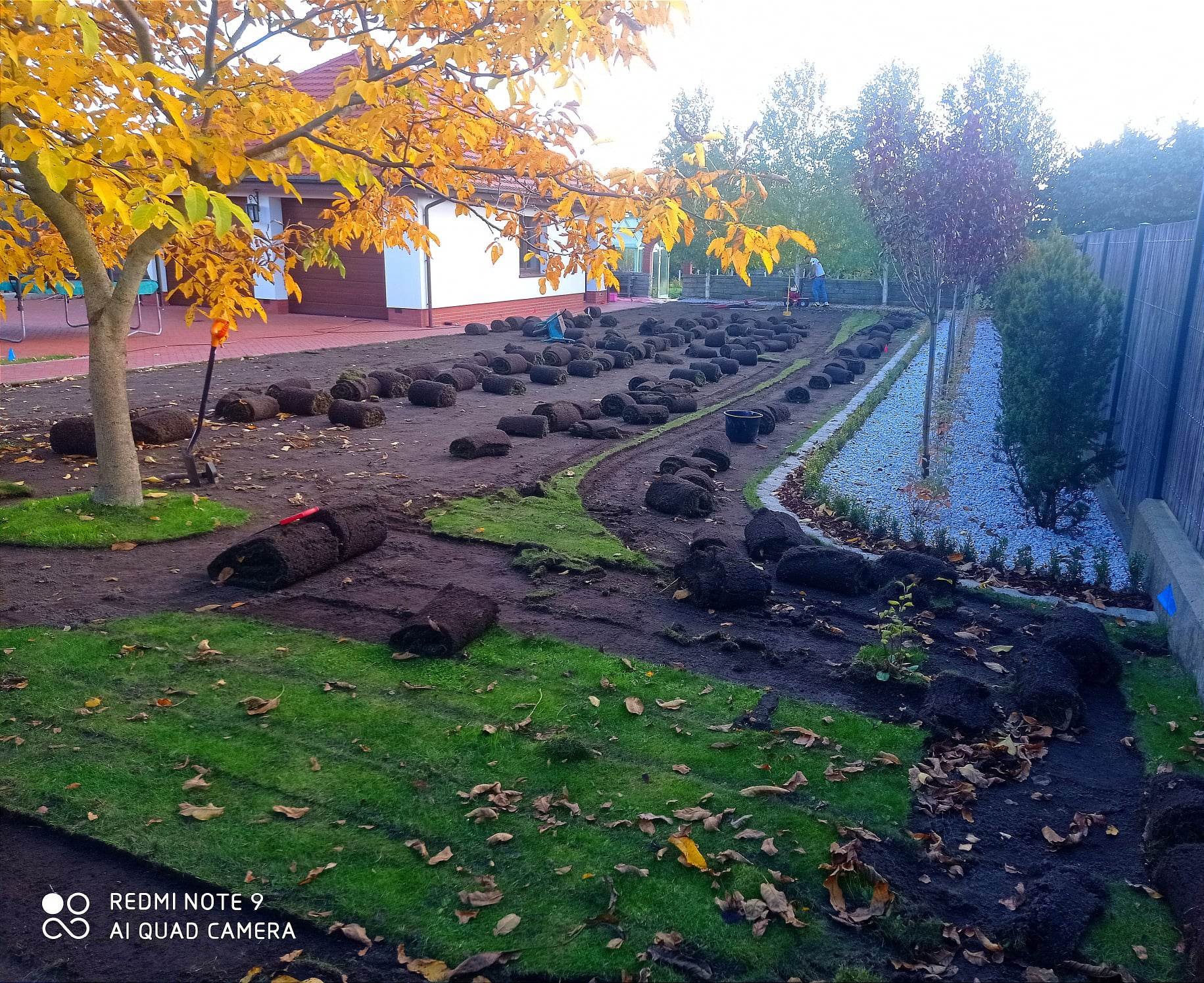 Rozwinięte rolki trawy na przygotowanym podłożu w ogrodzie, częściowo ułożone, z widocznym drzewem o żółtych liściach i domem w tle.