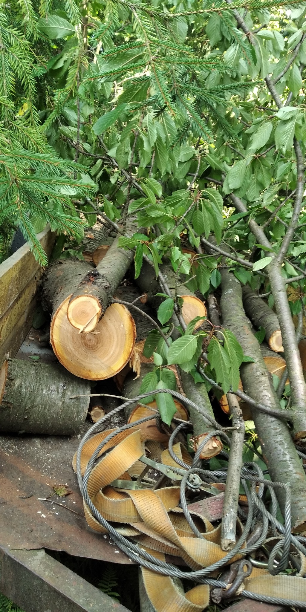 Świeżo ścięte gałęzie i pnie drzew leżące na przyczepie, widoczne liście, konary świerkowe, pasy transportowe i liny stalowe.