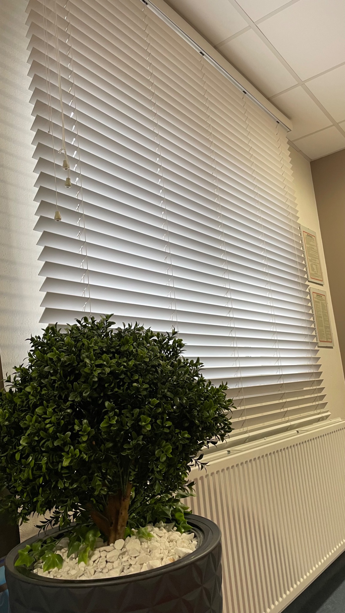 Zamknięte białe żaluzje aluminiowe z widocznym sznurkiem sterującym, z przodu dekoracyjna roślina w doniczce, w tle grzejnik.