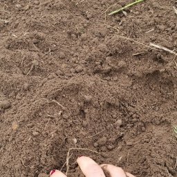 Maciej Bełz - Dłoń z czerwonym manicure zagłębia się w świeżo przekopaną, wilgotną ziemię z resztkami uschniętych źdźbeł trawy.