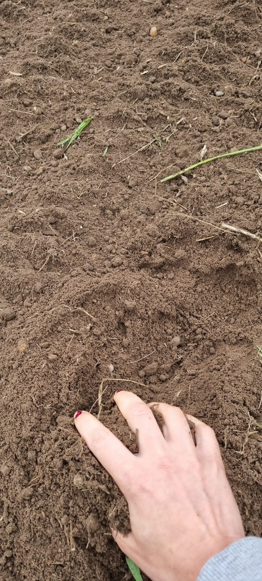 Dłoń z czerwonym manicure zagłębia się w świeżo przekopaną, wilgotną ziemię z resztkami uschniętych źdźbeł trawy.