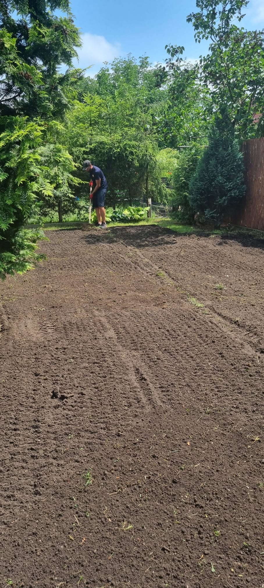 Mężczyzna wyrównuje grabiami przygotowaną podłoże pod trawnik na tle zieleni ogrodowej