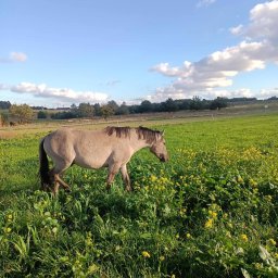 Stadniny i jazda konna Brzyszów 1