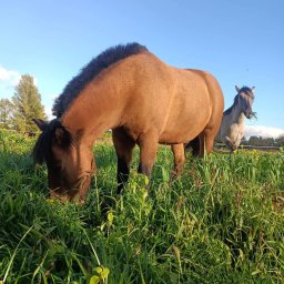 Stadniny i jazda konna Brzyszów 2